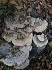 Trametes warnieri