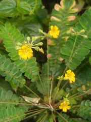 Biophytum sensitivum