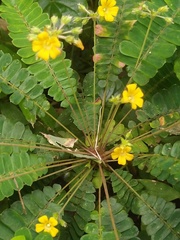 Biophytum sensitivum