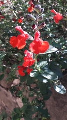 Salvia microphylla