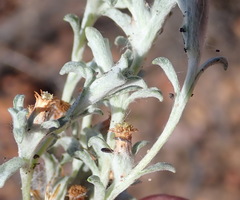 Helichrysum cylindriflorum