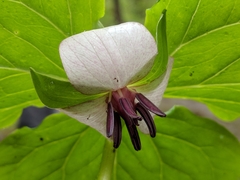 Trillium rugelii