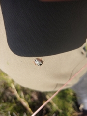 Calligrapha multipunctata