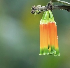 Macleania macrantha