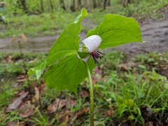 Trillium rugelii