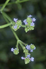Verbena carolina