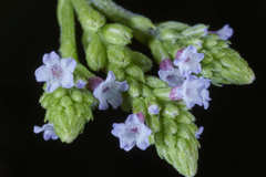 Verbena carolina