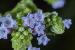 Verbena carolina