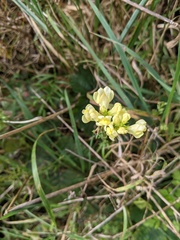 Linaria vulgaris