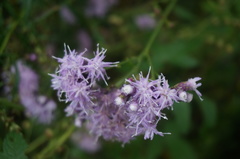 Saussurea gracilis