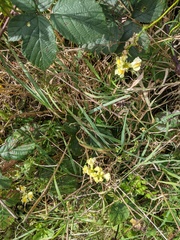 Linaria vulgaris