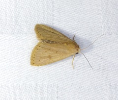 Rivula ochracea