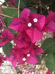 Bougainvillea