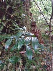 Cinnamomum subavenium