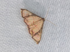 Enispa elataria