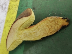 Hortiboletus engelii