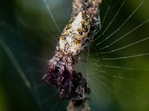 Cyclosa sanctibenedicti