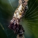 Cyclosa sanctibenedicti - Photo (c) Guillaume Dupuy, algunos derechos reservados (CC BY-NC), subido por Guillaume Dupuy