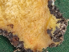 Hortiboletus engelii