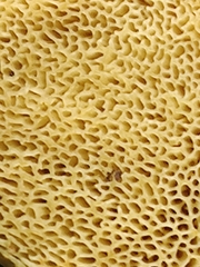 Hortiboletus engelii