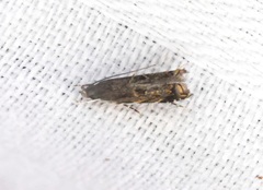 Helcystogramma bicuneum