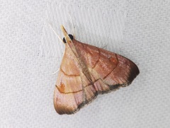 Hemiscopis sanguinea