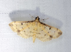 Herpetogramma cynaralis
