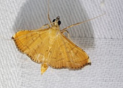 Mabra nigriscripta