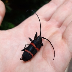 Ceroplesis orientalis