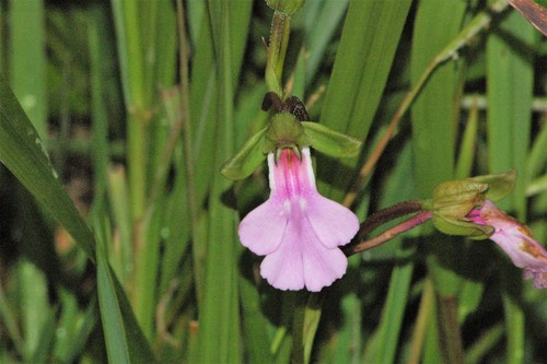 Cynorkis speciosa image