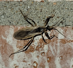 Oncocephalus nubilus