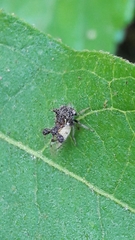 Cyphonia clavigera