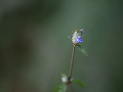Rungia pectinata, photograph 5