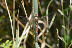 Rhionaeschna diffinis