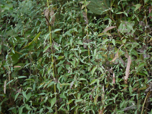 Rungia pectinata, photograph 6
