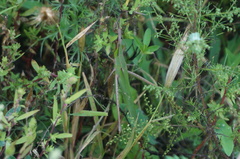 Acrida cinerea