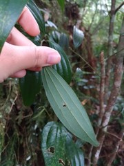 Cinnamomum subavenium