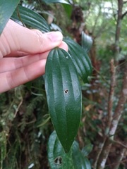 Cinnamomum subavenium