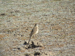 Anthus leucophrys leucophrys