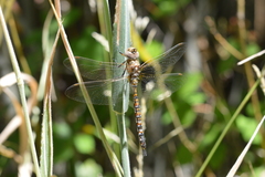 Rhionaeschna diffinis