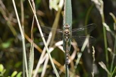 Rhionaeschna diffinis