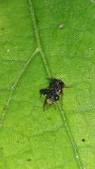 Cyphonia clavigera