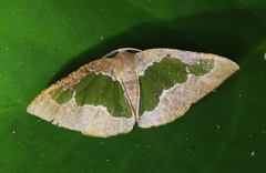 Celenna festivaria