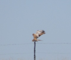 Falco rupicoloides rupicoloides