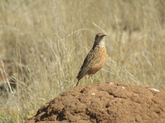 Chersomanes albofasciata albofasciata
