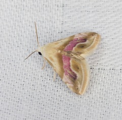 Eublemma roseana