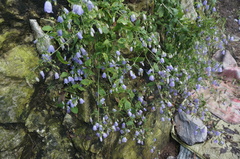 Adenophora potaninii wawreana