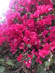 Bougainvillea