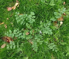 Erodium moschatum
