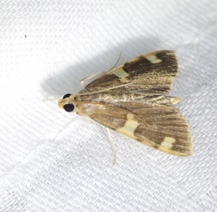 Rehimena phrynealis